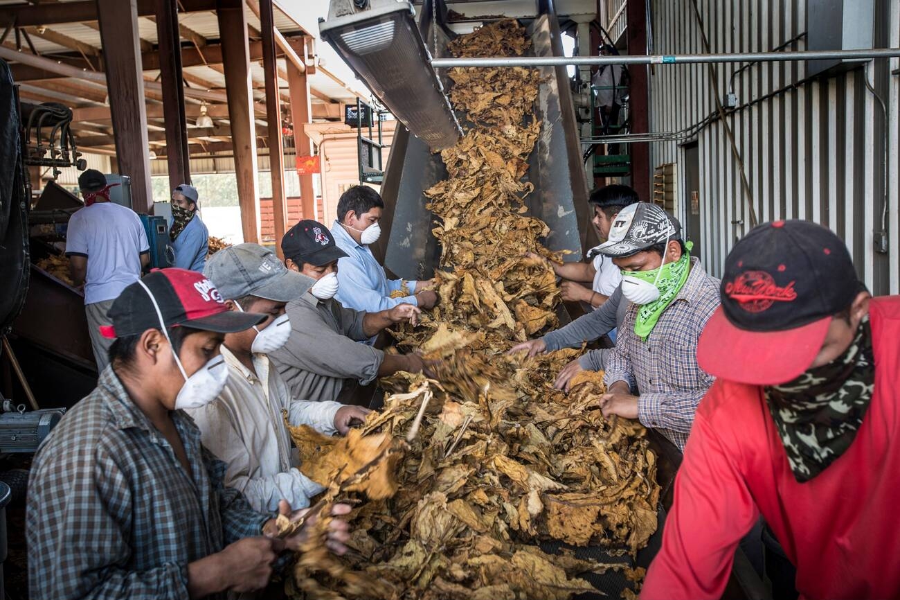 Tobacco Processors